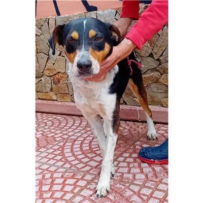 SINNAI - Cane - Microchip 380260170399933