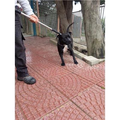 QUARTU SANT'ELENA - Cane - Microchip 380260101831400